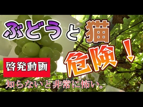 猫とヘイトごはん｜【啓発動画】知らないと恐ろしい。ぶどうと猫は危険です。