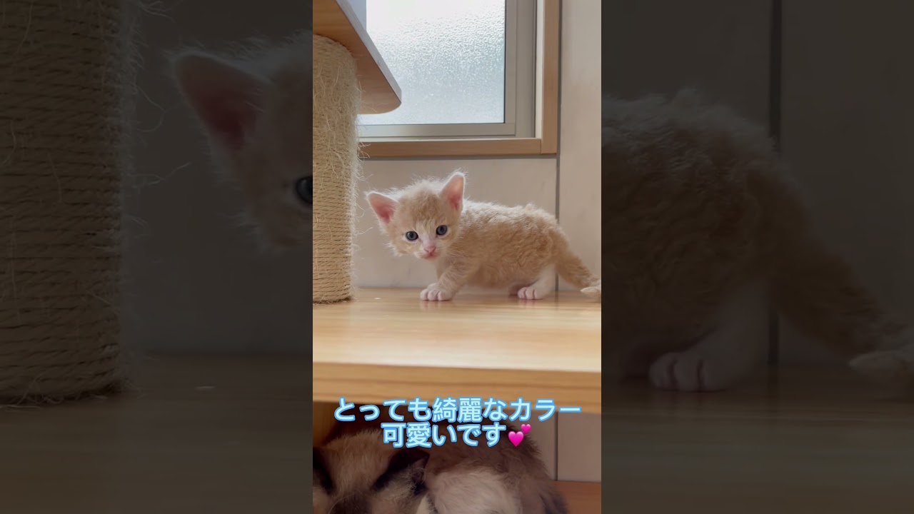 可愛いクリームのラパーマちゃん♂ 【お問合せ詳細は説明欄に記載あります】 #ブリーダー直販 #ラパーマ #猫 #マンチカン #ミヌエット #子猫 #猫のいる暮らし #子猫販売