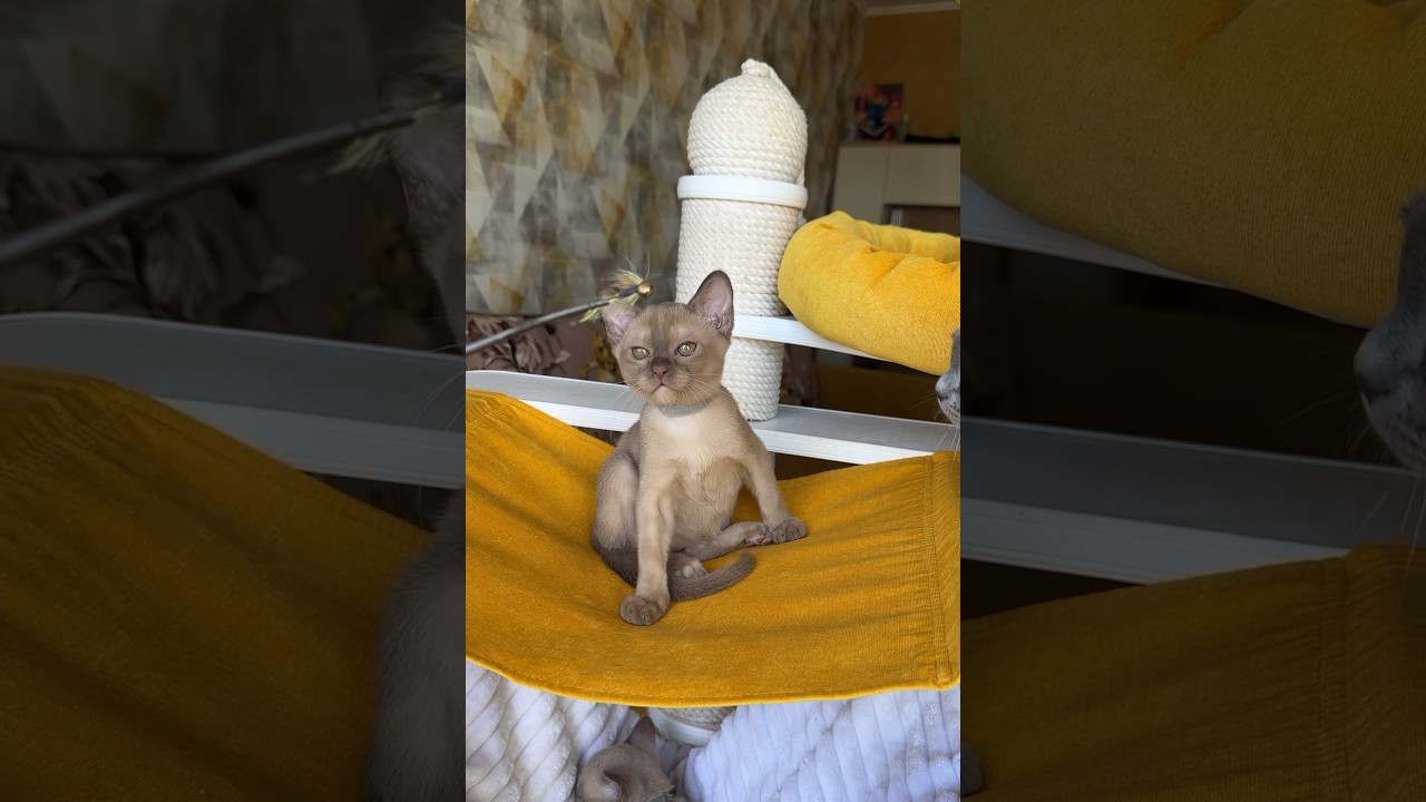 Бурманский котенок шоколадного окраса. #бурма #животные #бурманскаякошка #котики