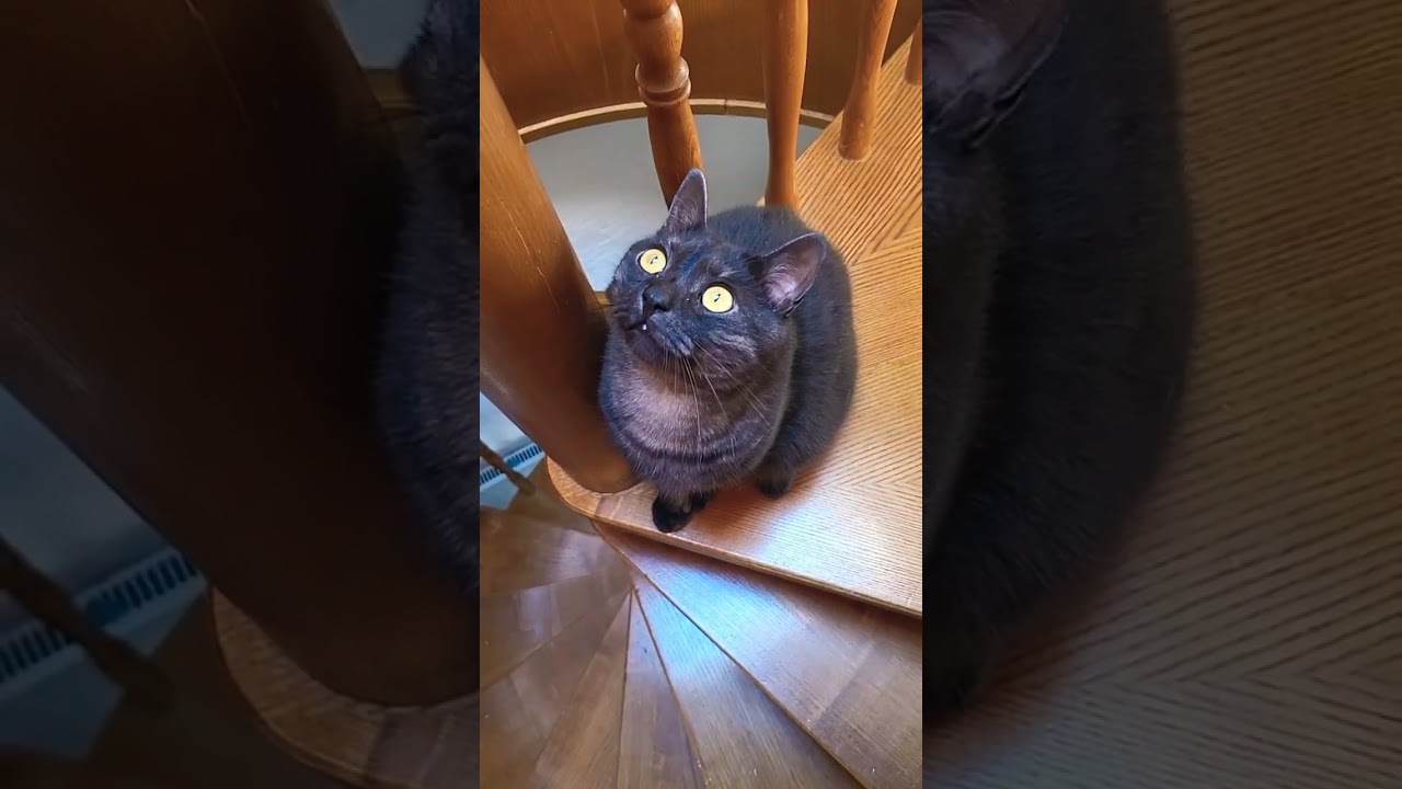 #cute #cat on the stairs ❤️