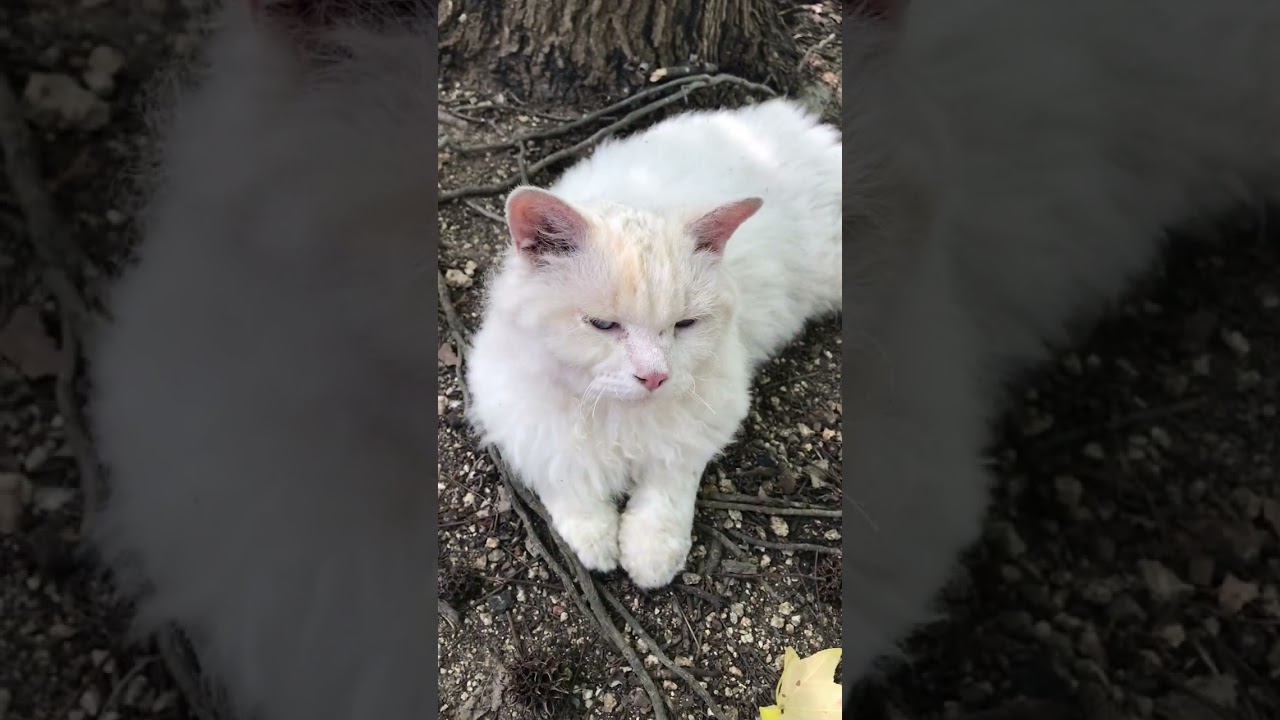 ふわふわくるくる毛並みで甘えん坊さん猫種セルカークレックス #Shorts