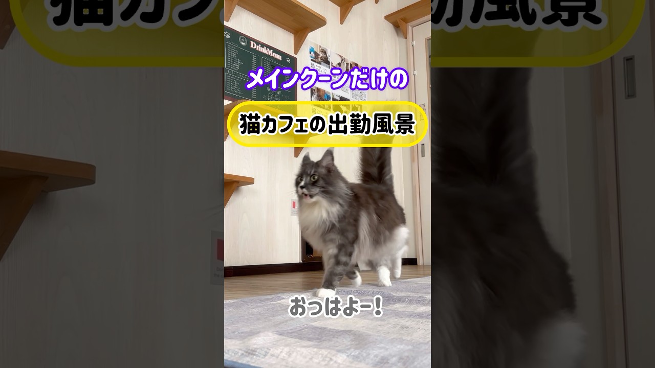 メインクーンだけの【猫カフェの出勤風景】#cat #cooncat #もふ