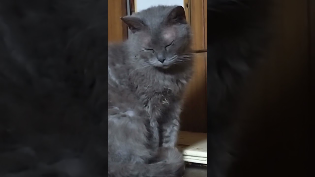 ラパーマのリケ