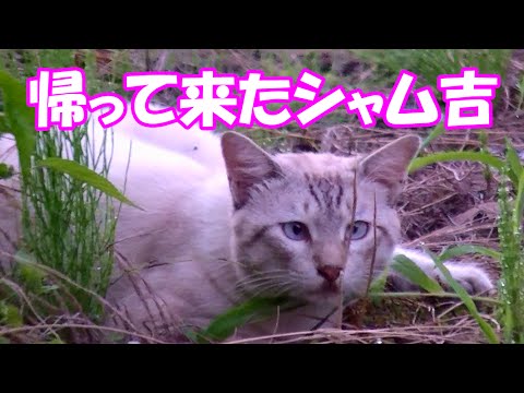 帰って来たシャム吉と、武者吉の異変　Shamu-Cat and Musha-Cat