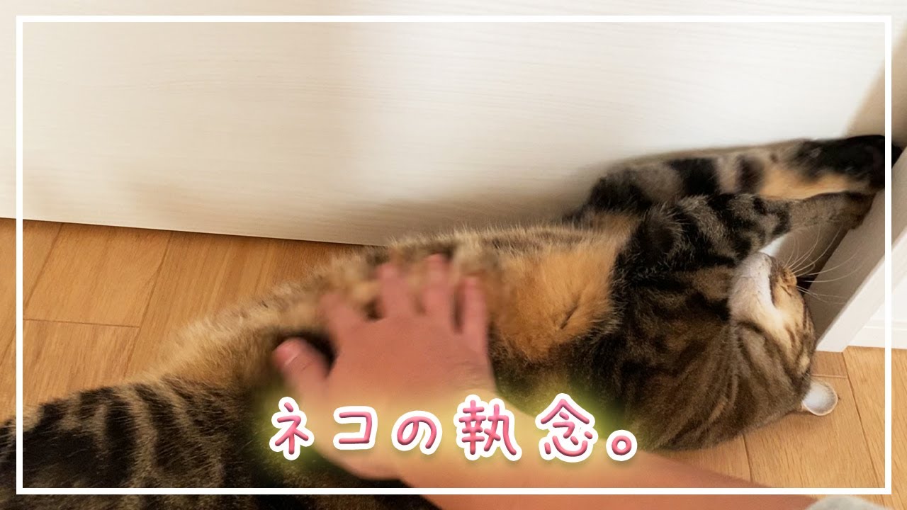 【ほっけ】小雨でもお外へ行きたいネコの執念【アメショ】