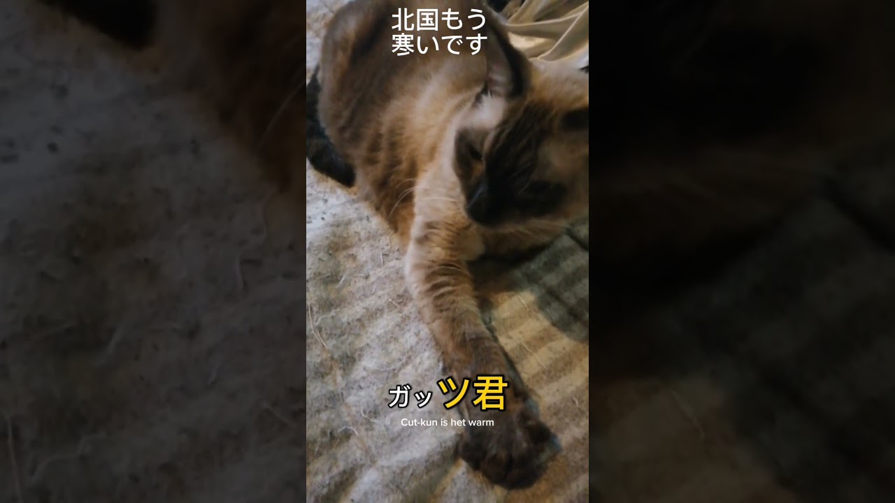 シャム猫#shorts #猫#cat #シャムmix #15歳