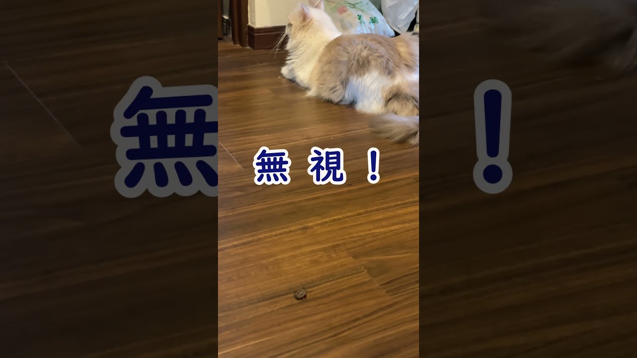 猫に無視された虫…🪲😼#ねこ #ラグドール #cat #short