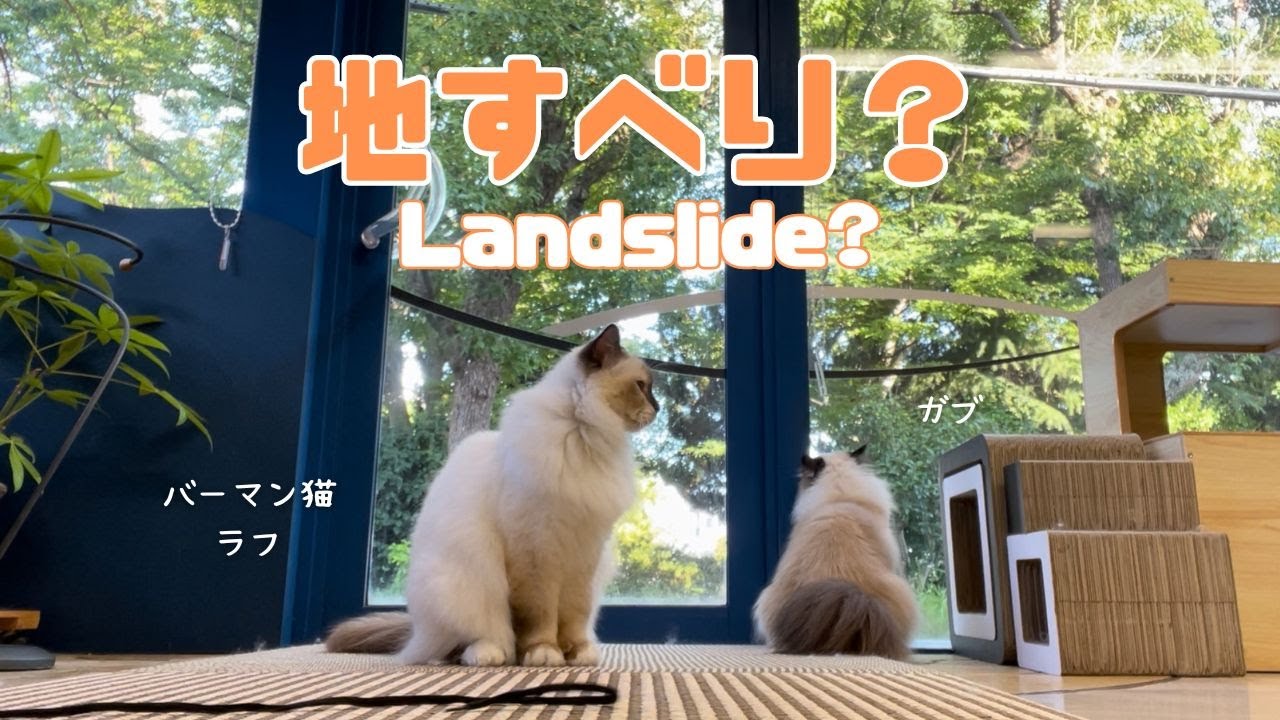 バーマン猫ガブとラフとウリ【地すべり？】Landslide?（バーマン猫）Birman/Cat