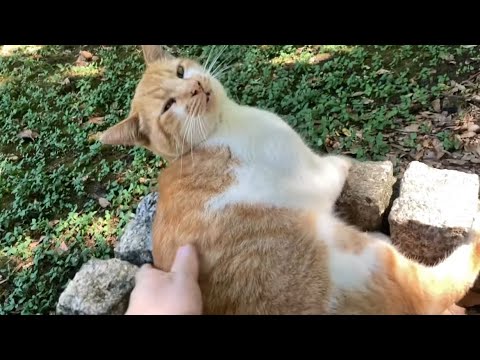 水飲み場に住んでいる猫に触れてみた