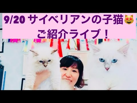 9/20サイベリアンの子猫ご紹介ライブ😻美しいヨーロッパ・クオリティーの子猫達の競演です😻ご家族様募集中😻