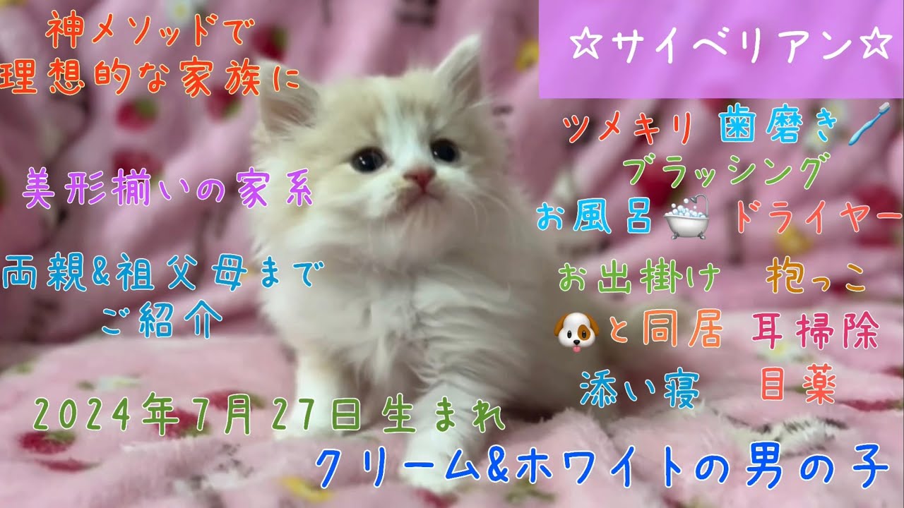 【ナナハチ’s ROOM】サイベリアン☆クリーム＆ホワイトの男の子　20240920