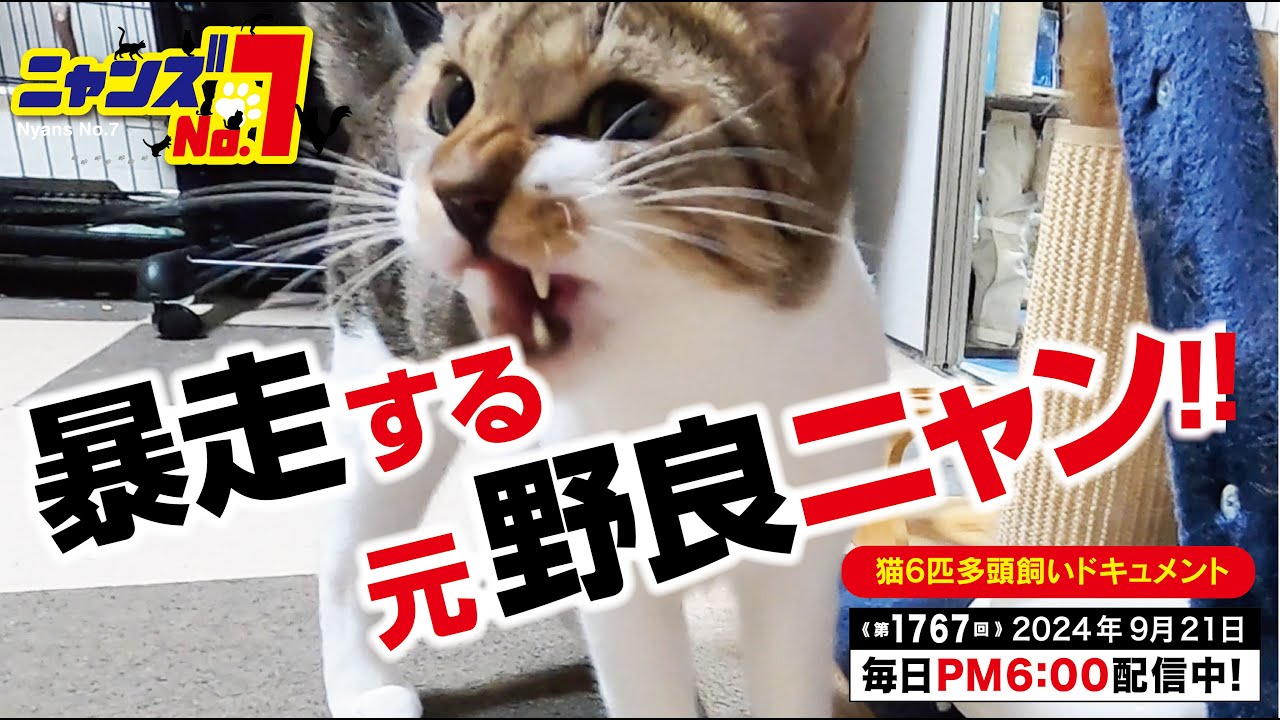 《第1767回》暴走する 元野良ニャン！