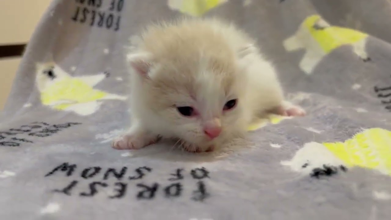 スコティッシュフォールド 小柄な女の子🩷