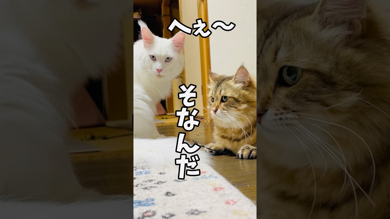 へぇーそうなんだ…#shors  #メインクーン #サイベリアン