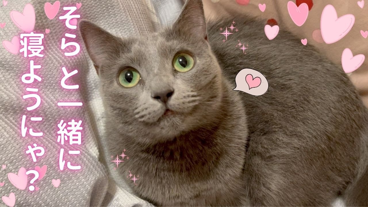 【猫ロシアンブルー】そらちゃんからの甘いお誘い❤️を断れるのか⁉️