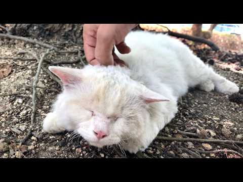モフってとろけて懐っこさ満点！ふわふわ猫種セルカークレックス