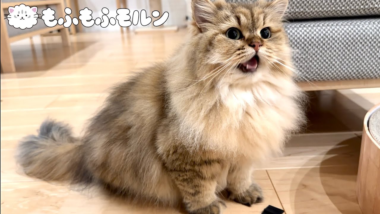 妹猫、最近太くないですか？ 【サイベリアン】