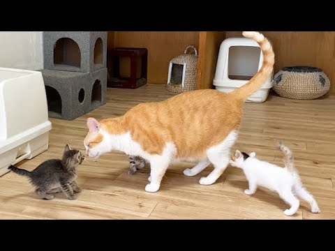 初対面した子猫に囲まれる先住猫