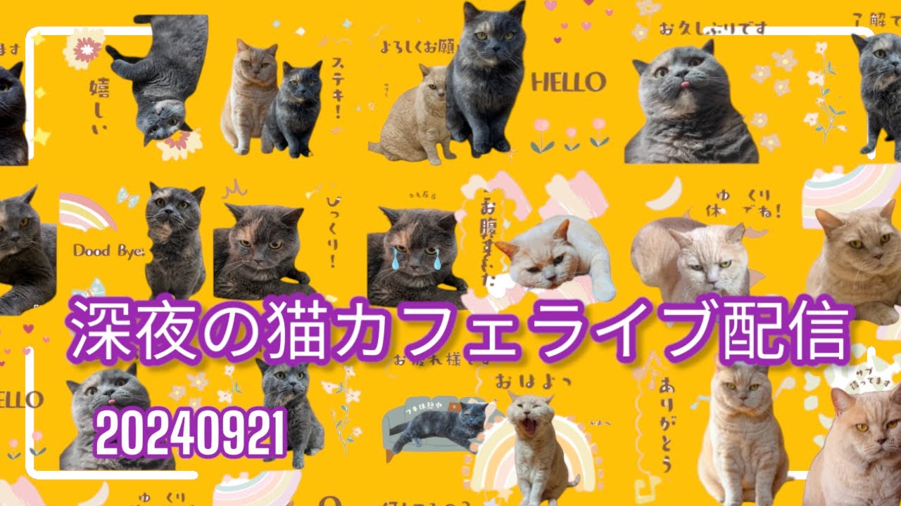 深夜のお家猫カフェライブ配信　１８５