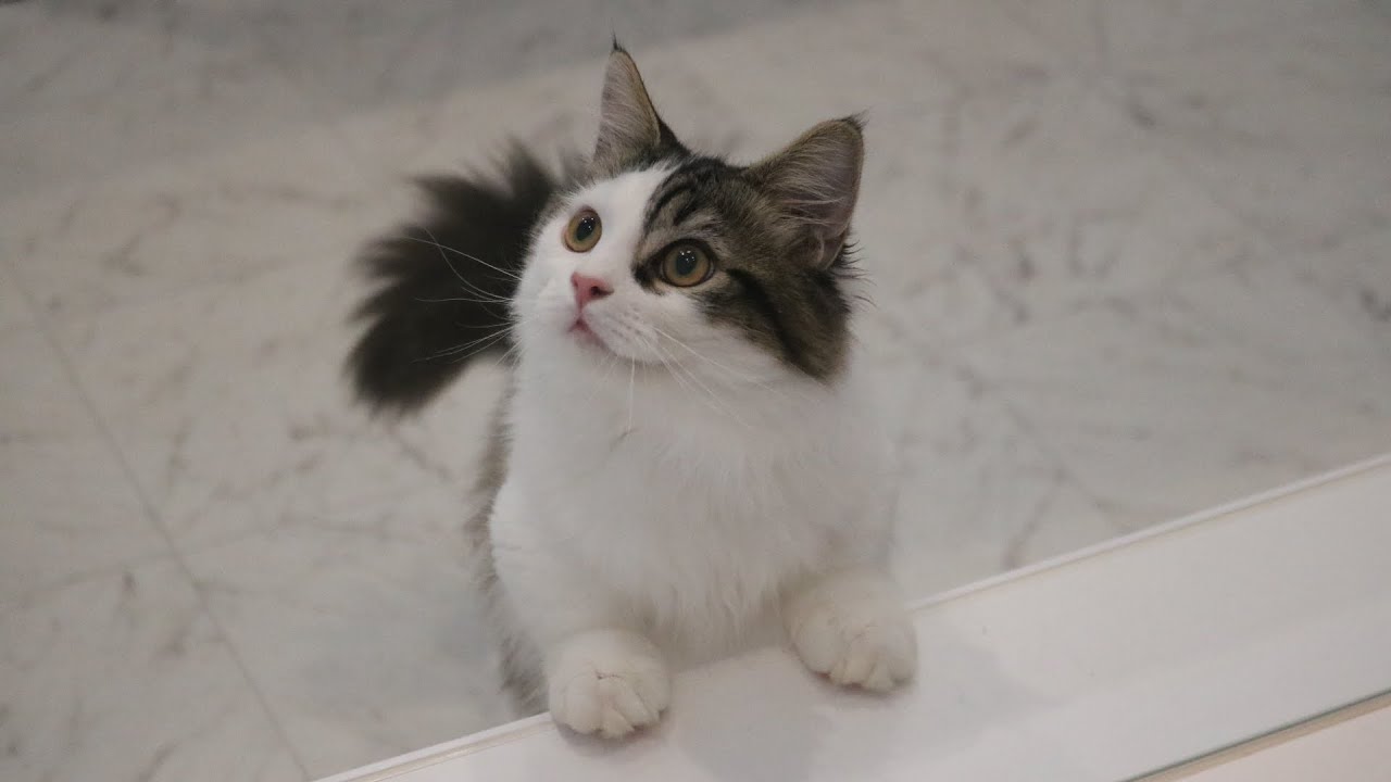 穏やかさんマンチカン短足の男の子Cute munchkin kitten