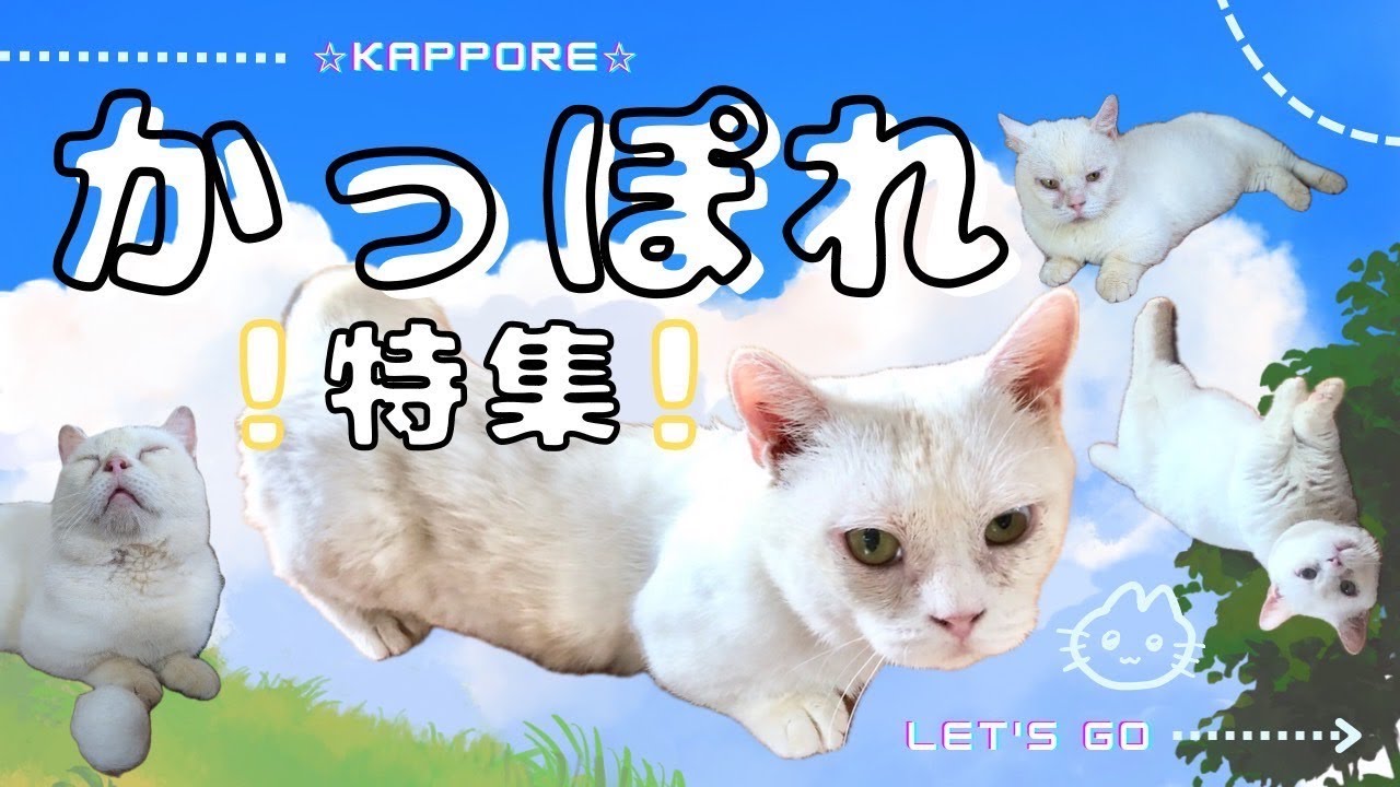 山奥で置き去り…マンチカンのあれこれ・・・
