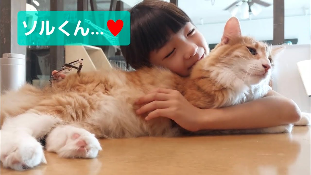 巨大ノルウェージャンを愛でる小学生　#ノルウェージャンフォレストキャット #ソル #rien_cats