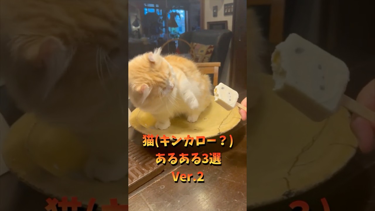 【キンカロー】猫あるあるVer.2【マンチカール】