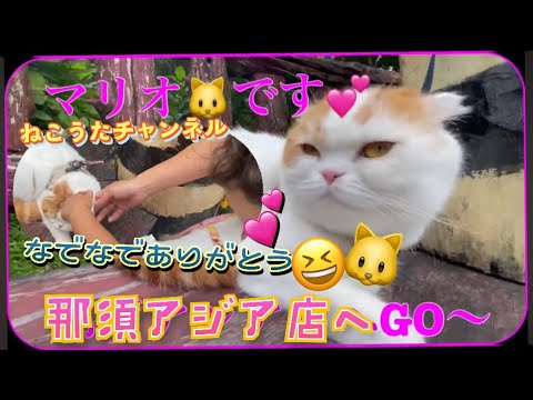 スコティッシュねこのマリオ君🐱那須のアジアの店へ行きました❤️