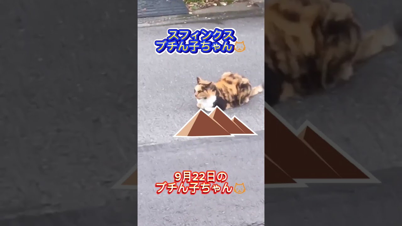 地域猫のブチん子ちゃん🐱スフィンクス#三毛猫#cutecat