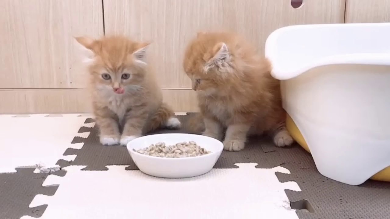 ラガマフィンのTWINS♥