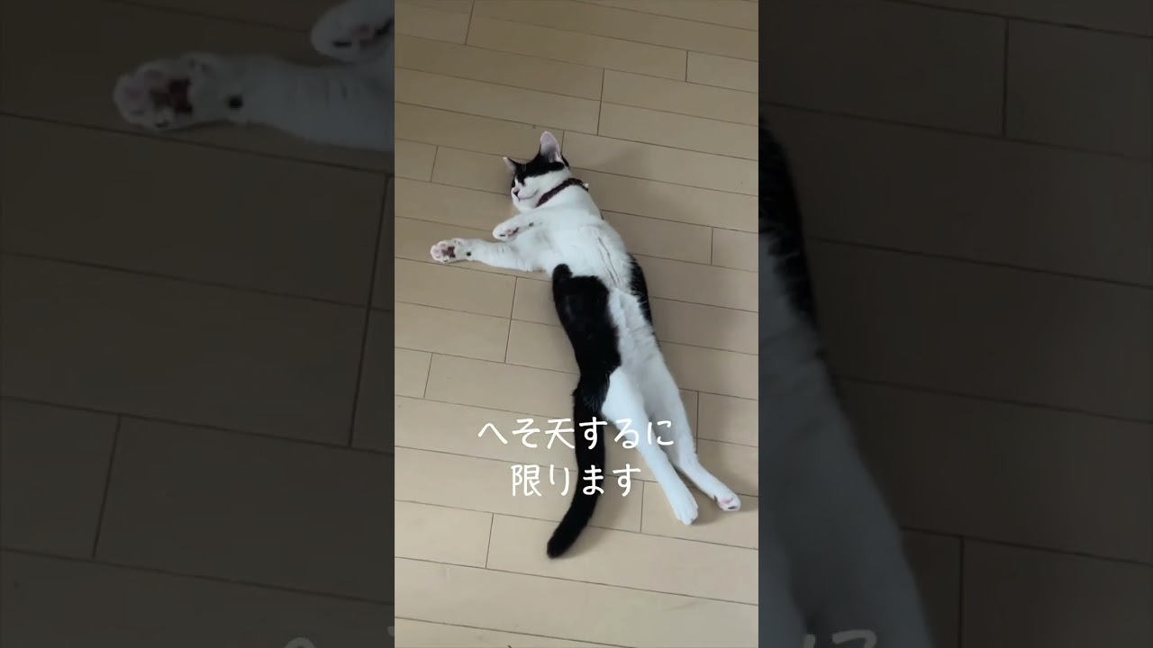 ガキデカ推しのもふもふ？ #癒し #癒し動画 #猫 #猫動画 #もふもふ #ガキデカ #ヘソ天 #猫のいる暮らし #猫のいる生活 #ネコ #ねこ動画 #ねこ好き