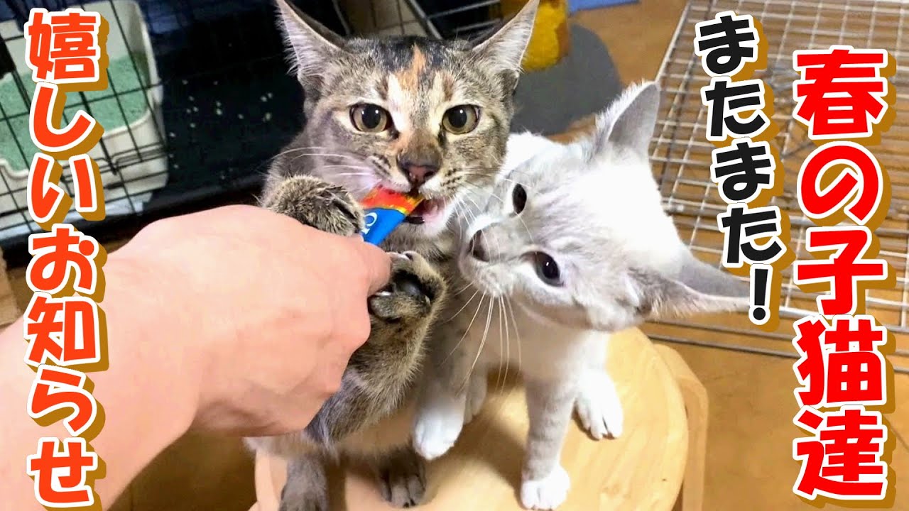 【子犬　保護　子猫】またまた嬉しいお知らせ＋おまけコーナー