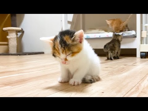 遊びたいから必死に耐える子猫