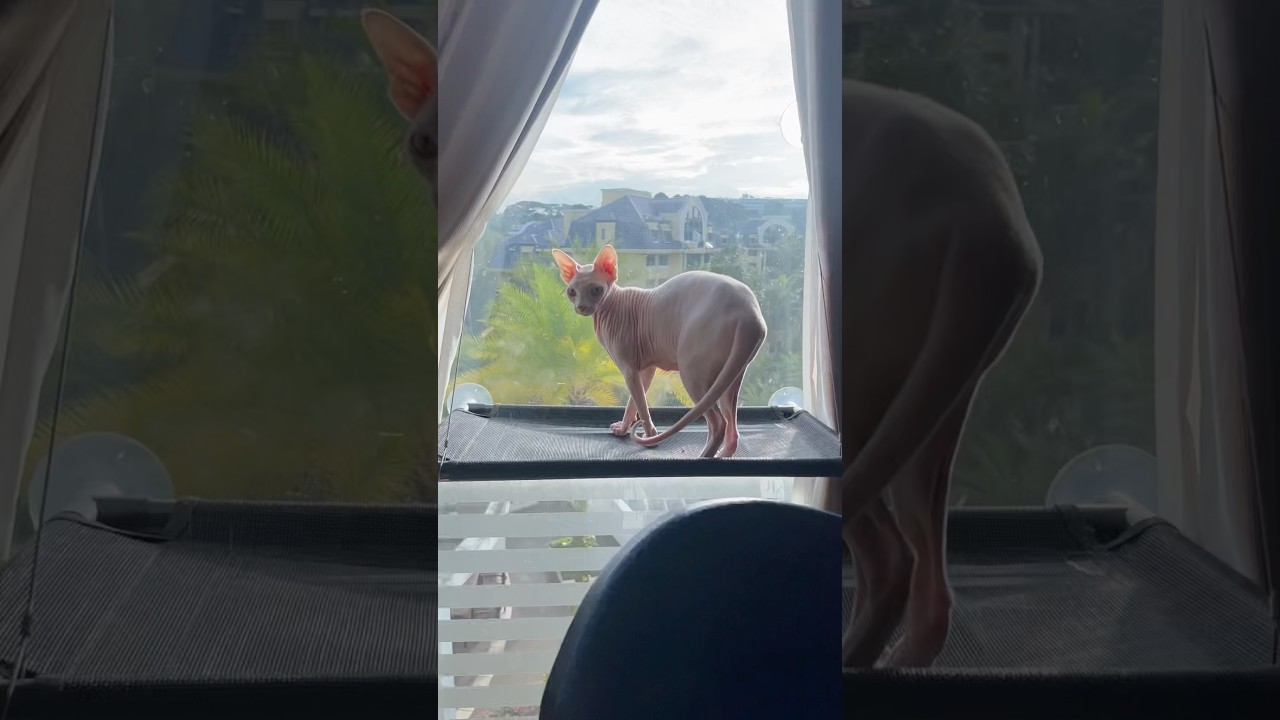 毛のない猫のお気に入りの場所【スフィンクス猫】