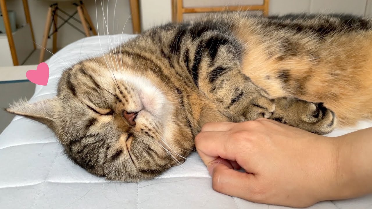 いつの間にか１番の甘えん坊になったメルが可愛すぎる…！