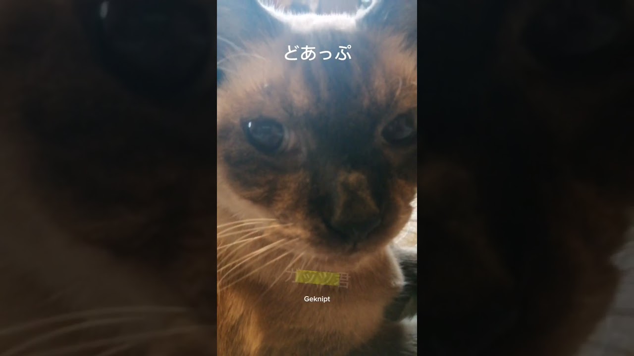 シャム猫#shorts #cat #猫#シャムミックス#15歳