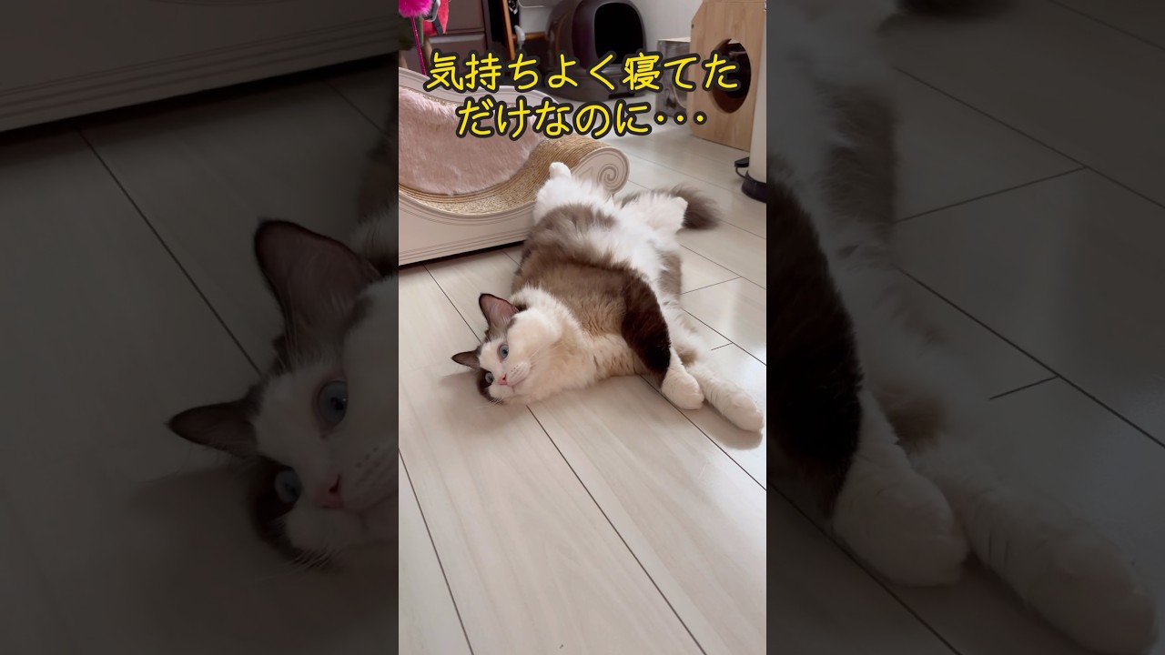 【猫動画】愛を深く感じたい😈#shorts #猫 #ラグドール