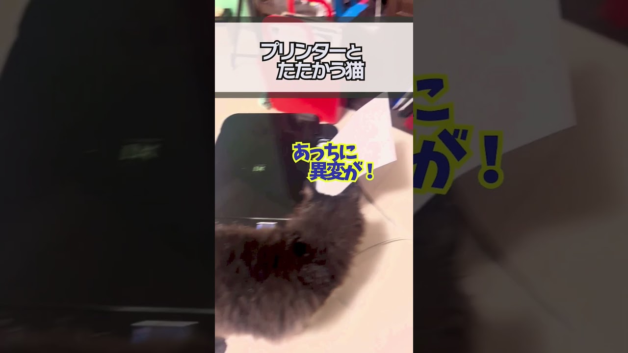 【ぽっちゃん家】吸い込まれてる～　vol.60      #猫 #cat #animals #shorts