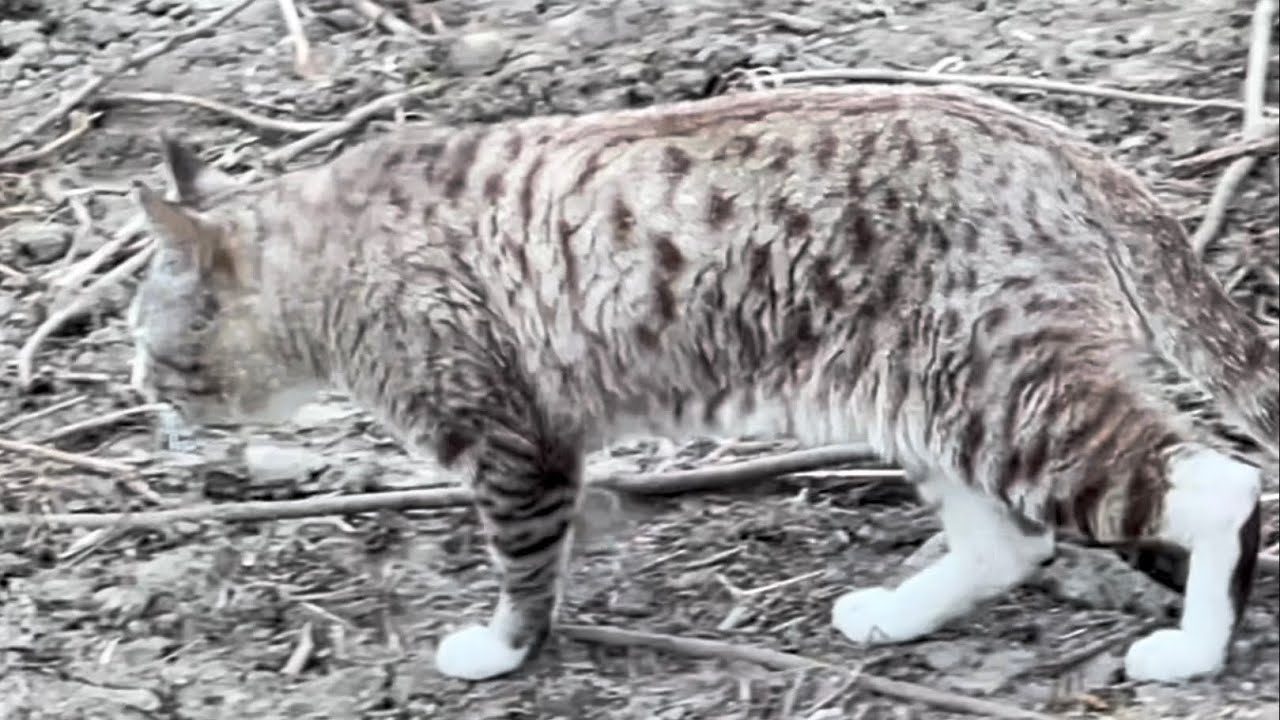 📌2024年9月21日 1 wild cat