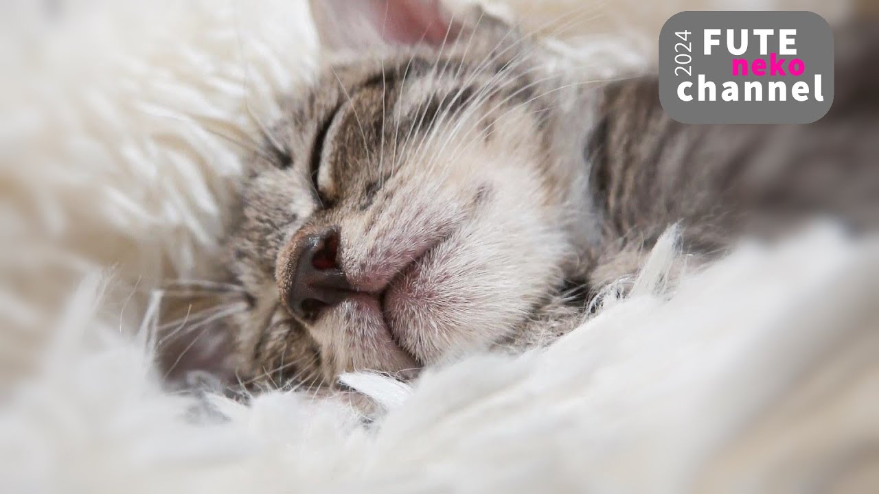 え？寝るの？【保護子猫】