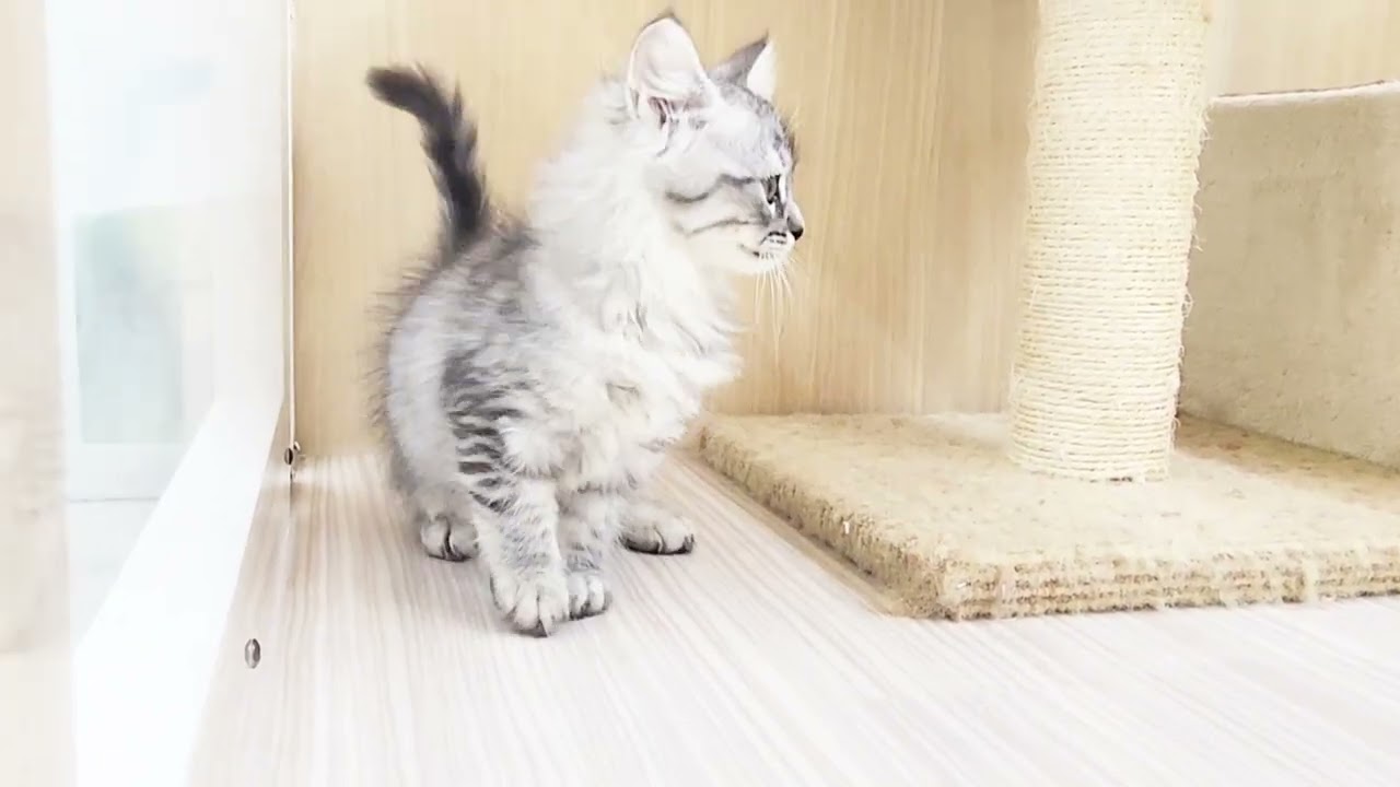 【サイベリアン】ようこそ高井戸店へ