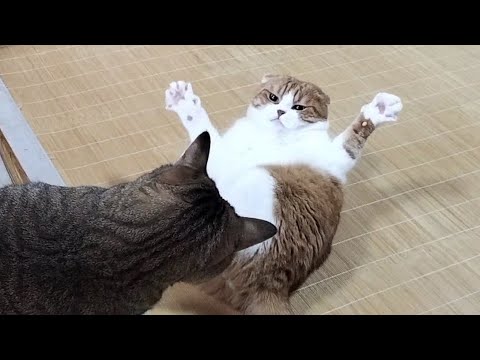 どうしてもケンカしたい先輩猫vs相手にしてくれない後輩猫