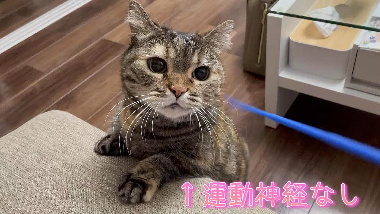 大好きなパパと遊びたい猫ちゃんがかわいい