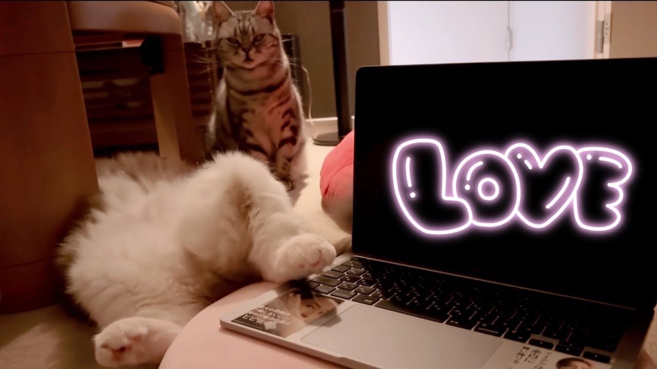 【緩すぎる猫】漢・ラグドール・銀次郎・パッカ〜ン😈