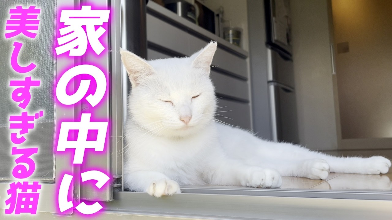 外から家の中にいる庭子猫ちゃんを撮影したらやっぱり美しすぎました…笑[三毛母猫の子猫]