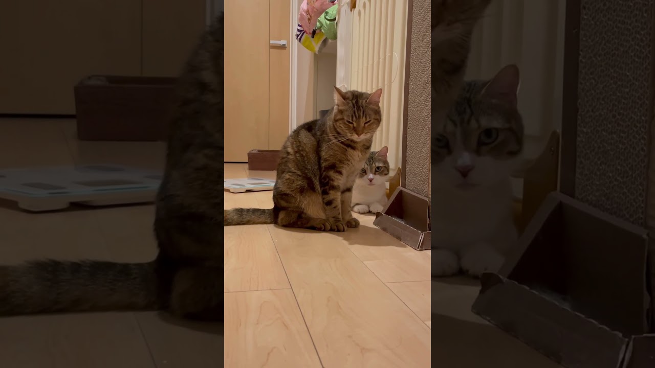 階段の前で待機している愛猫たち╰(*´︶`*)╯♡ #shorts #cat #ふるかわ家 #マンチカン