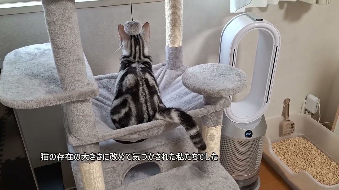 ペットショップで売れ残ったアメショの男の子