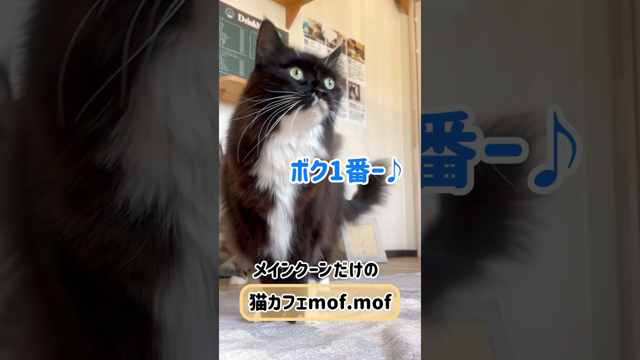 メインクーンだけの【猫カフェの出勤風景】#cat #cooncat #もふ
