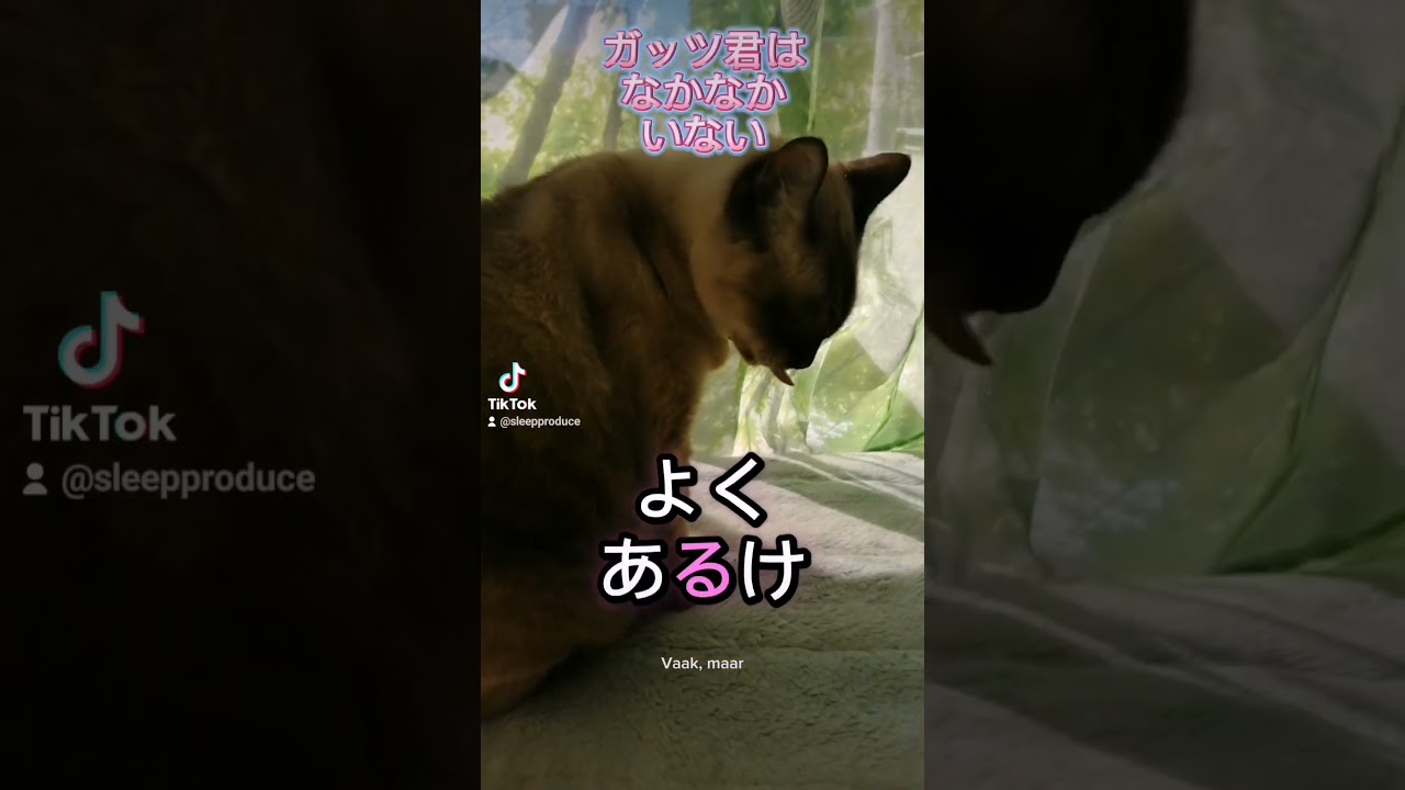 シャム猫#shorts #cat #猫#シャムミックス#15歳