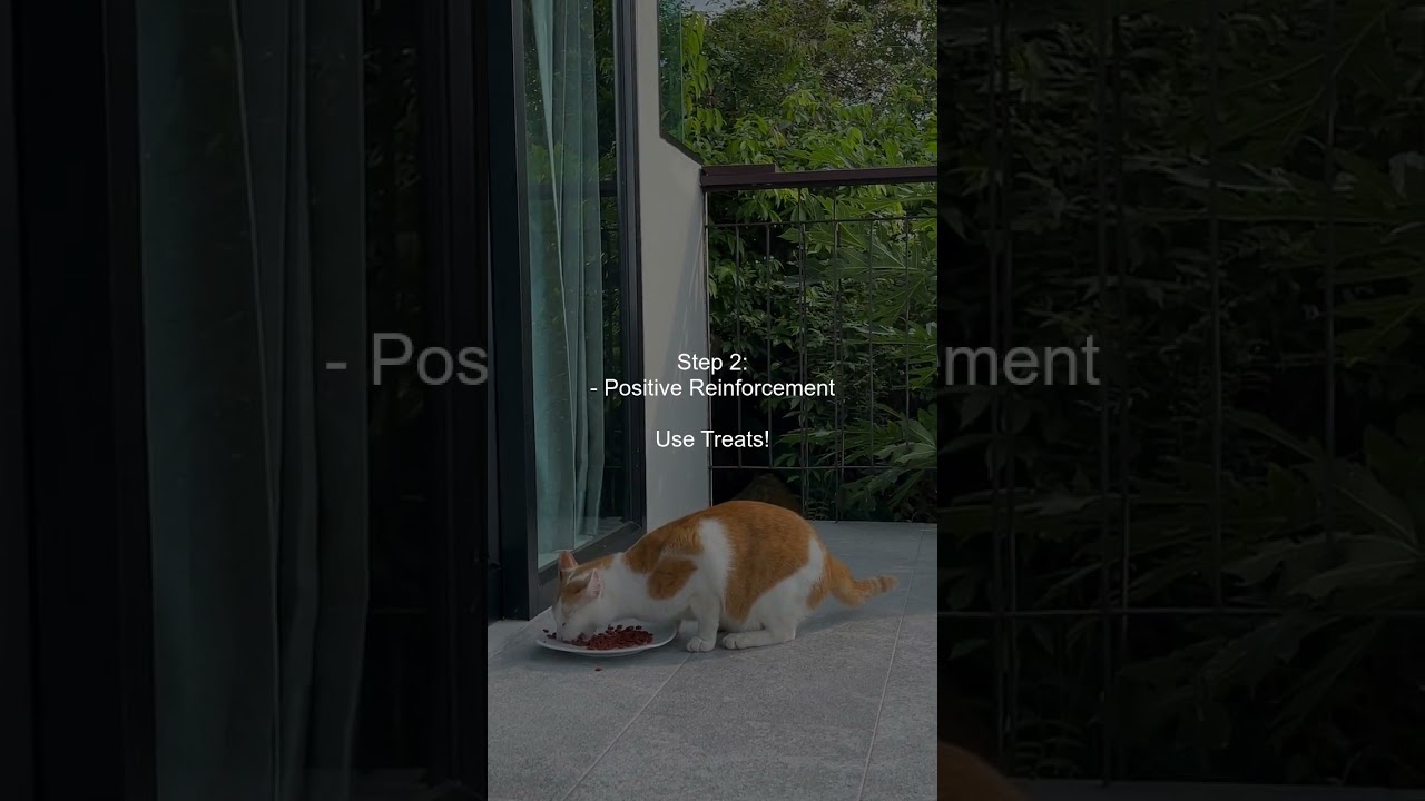 What are the best ways to train a Russian Blue cat to accept ear cleaning?